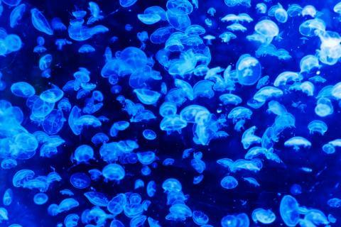 Bioluminescence