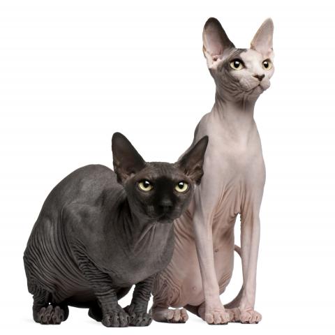 Artificial Selection via Selective Breeding - Legends of Learning