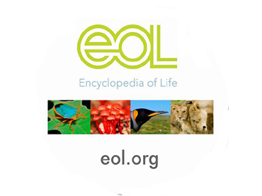 Food Webs Activity 3: Food Chains and Webs  (Grades 6-8)